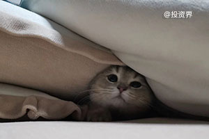宠物猫，暴露了你的钱包余额